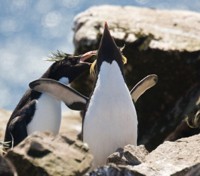 Penguin Colony Penguin Colony